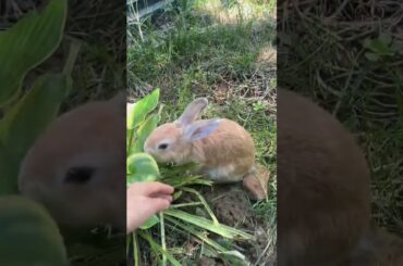 my cute bunny rabbit is so amazing #rabbit #mycuterabbit #bunny #cute #animals #pets #cuteanimals #f