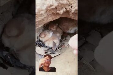 23 #rabbit #cute #bunny #pets #animals #cuteanimal #adorably