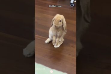 Rabbits Core #rabbit #rabbits #bunny #cute #pets #petcare #petvideos #animals #shorts