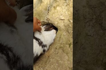 Cute Pet rabbit - Baby Rabbit cuteness milestones #rabbit #bunny #cute #animals #shorts