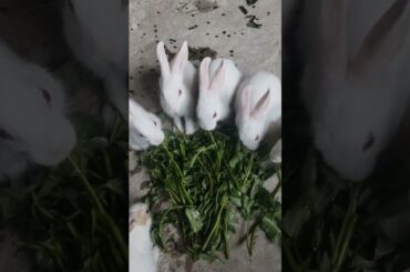 #shorts #cute #bunny #rabbit #cuteanimals