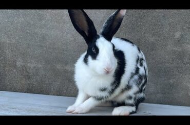 Cute Baby Bunny with Mother Rabbit | House of Jimmy is Live