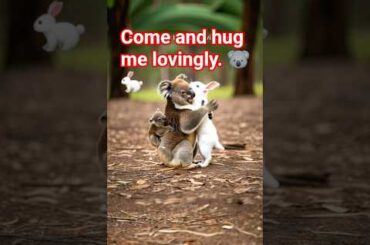 A Koala’s Gentle Hug to a Bunny. Heartwarming Moment in Nature. #wildheartbeat #koala #shortvideo