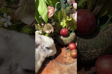 #cute #rabbit