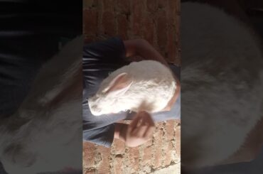 #pettingrabbit #happyrabbit #khushkhargosh #cute #bunny #petshortvideo #khargosh #rabbit #pet #short