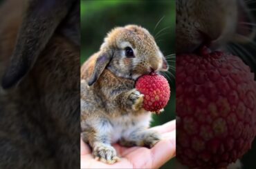 #bunny #shorts #cute#trustonallah