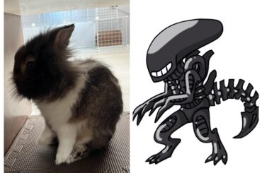 Origin of Xenomorph mystery solved?