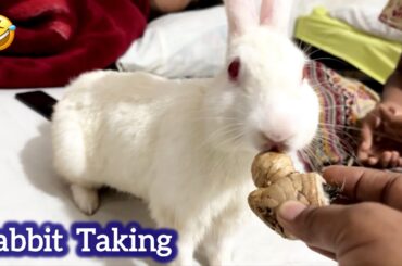 Beautiful Rabbit Eating & Taking