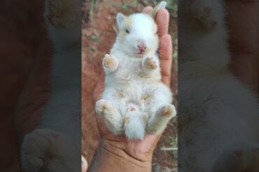 The little rabbit is sleeping in my hand. Cute Rabbit Cute Pet #shorts