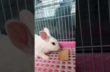 #cutebaby #rabbit Rabbits like to eat pancakes. #pets #bunny #animals #cute #mycuterabbit