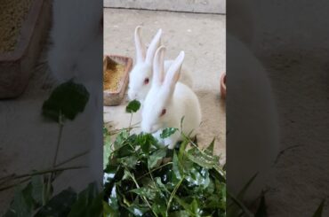 #shorts #bunny #cute #rabbit #pets