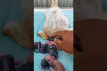 Cute rabbit baby | rabbit screaming - Rabbit sounds #cute #pet