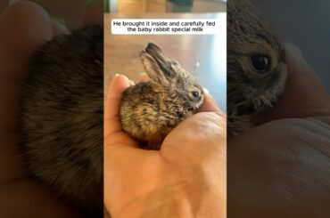 This man rescued a baby rabbit hopping alone and gave it a loving home