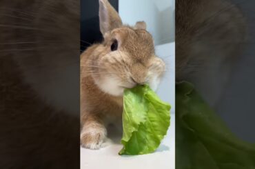 cute rabbit #shorts #cuterabbit #cuteanimals