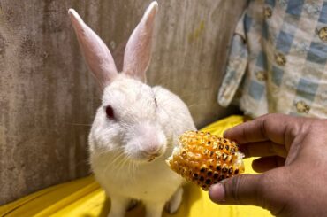 Baby Bunny Screaming is live!