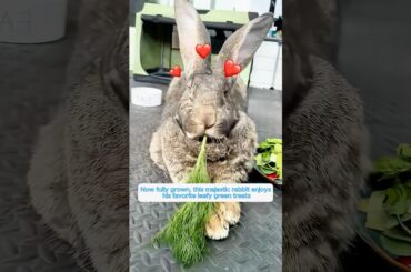 This family rescued a baby bunny from their dog’s mouth and raised it