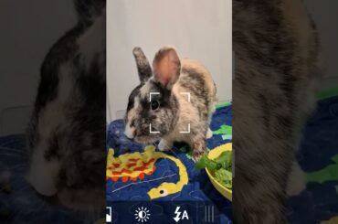 Funny and Cute Bunny Rabbit #shorts #cuterabbit #cutebunny