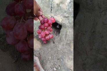 Rabbit reaction to grapes - Cute Rabbit Cute Pet #rabbit #pets #animals