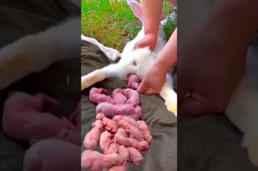 Rabbit Growth Journey | Baby Animals 1 To 22 Days #animals #rabbit #cute