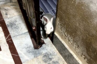 Beautiful Rabbit Screaming Cute Bunny