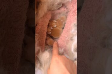 A naughty little breast rabbit, cute pet rabbit, pastoral cute pet #minivlog #rabbit #cuteanimal