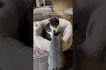 Cat Is So Relaxed Thinking His Bunny Bestie Is Also A Cat   | The Dodo
