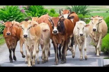 world cute chickens,colorful chickens,rainbows chickens,cute ducks,cats,rabbits,cute animals