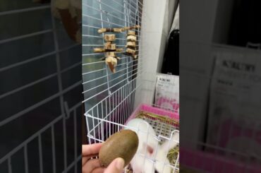 #cutebaby #rabbit #mycuterabbit #cute #pets #bunny #cuteanimals #animals