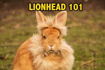 Lionhead behavior: The Truth about Lionhead Rabbits