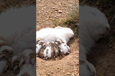 Cute baby bunnies are drinking milk