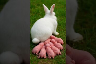 Cute Rabbit Baby - Little Baby Bunnies 1 To 16 Days Old #rabbit #animals #shorts