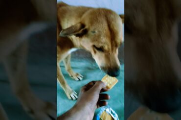 my cute dog #wildliferescue #pets #animals #cute #rabbit #love #wildlife #wholesome #animalrescue