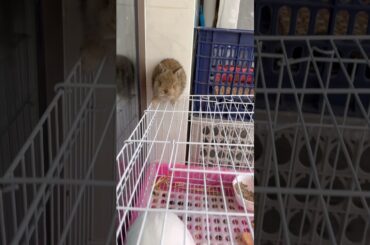 The baby rabbit jumped out of the cage. Awesome #cutebaby #rabbit #mycuterabbit #cute