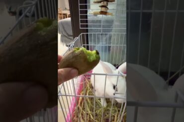 The little rabbit likes to eat kiwifruit. #rabbit #cutebaby #bunny #mycuterabbit #cute #pets