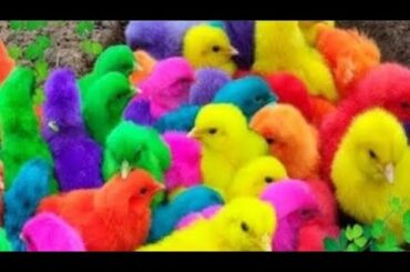 world cute chickens,colorful chickens,rainbows chickens,cute ducks,cats,rabbits,cute animals