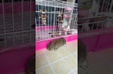 #cutebaby #rabbit #bunny #mycuterabbit #pets #cute #cuteanimals #animals #funny