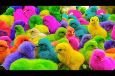 Catch colorful chicken, rainbow chicken, cute rabbit, cute duck, koi fish, Cute Animals