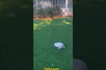 Omg So Cute #rabbit #bunny #pets #petcare #petvideos #animals #shorts