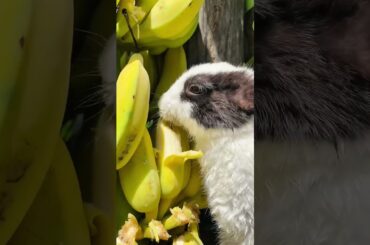 #cute #bunny #pets #shorts #rabbit #viral