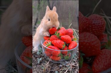 cute bunny nibbling fresh strawberries | rabbit eating fruits #rabbit #rabbiteating #pets #shorts