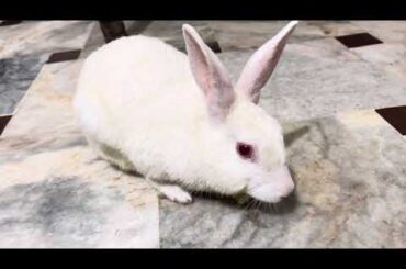 Rabbit is Evening Routine