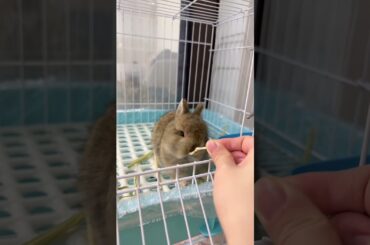 The dynamic rabbit eats shredded papaya #cutebaby #rabbit #bunny #pets #mycuterabbit #cute #animals