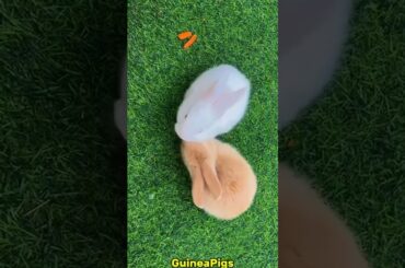 Bun Kisses #bunny #rabbit #kisses #pets #petcare #petvideos #cute #animals #shorts