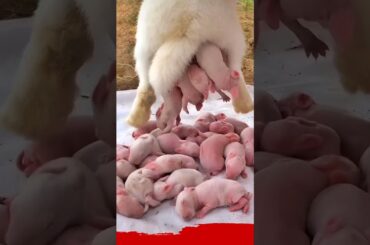 Cute Rabbit growth #cute #animals #pets