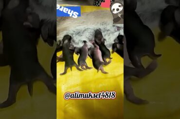 Newborn Baby Bunny Feeding From Mom | Cute Bunny Moments #animals #rabbitsbaby #babybuns #ytshorts