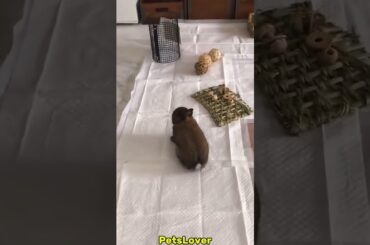 Haha Rabbit Crazy Moments #rabbit #bunny #pets #petcare #petvideos #animals #cute #shorts