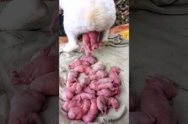 Rabbit babies Growth | Cute Baby Rabbit 1 To 30 Days #pet #cute #shorts