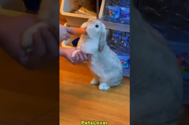 Rabbits Cute Moments #rabbit #bunny #pets #petcare #petvideos #animals #shorts