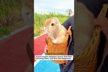 The following bunny #lovestory #wildliferescue #wildlife #cute #animals #nature#love #rescue #bunny