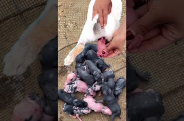 Rabbit Baby Growth - 7 Rabbits 1 To 14 Days #shorts